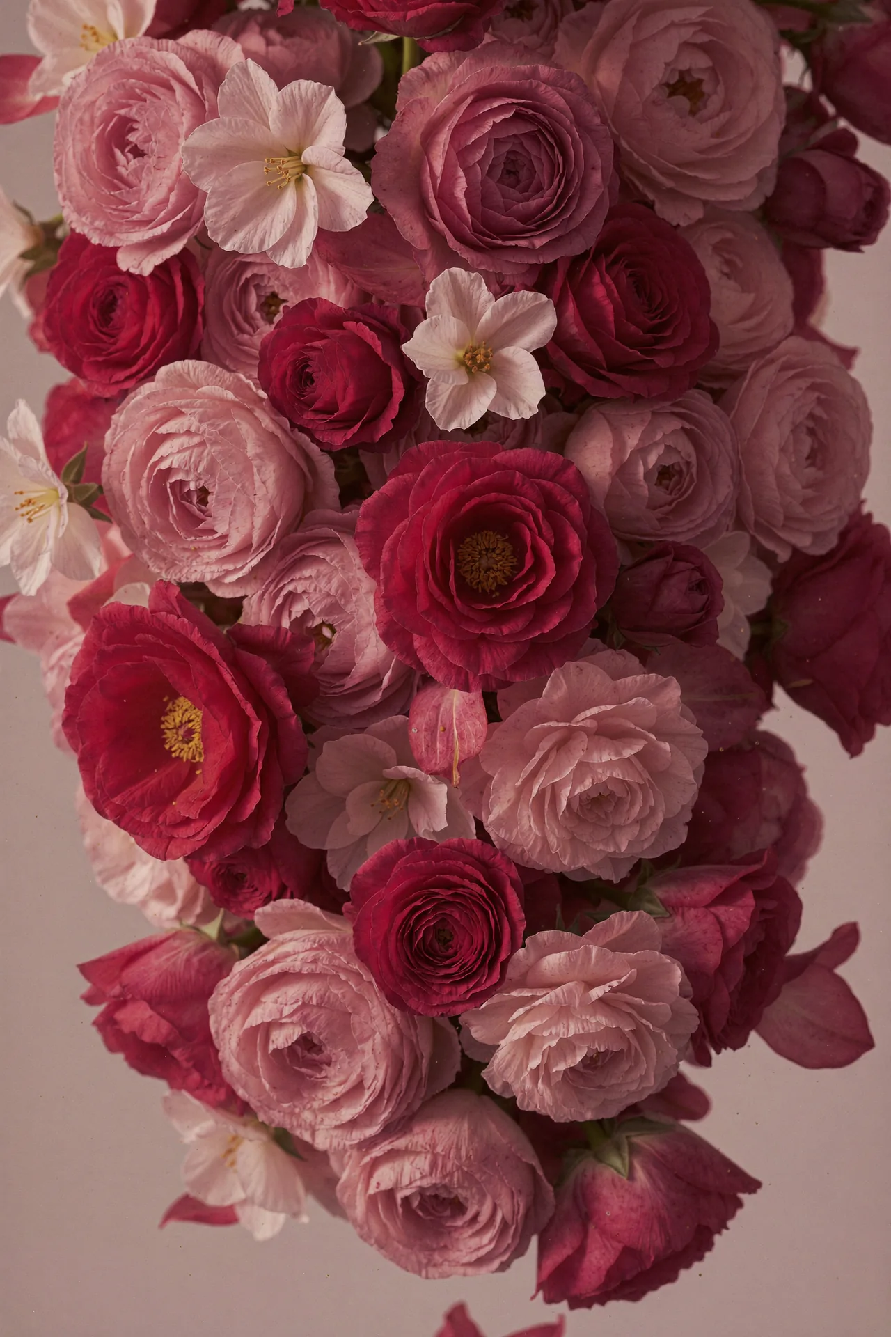 A cascade of pink and red roses.